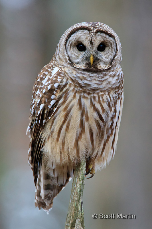 Barred Owl-20