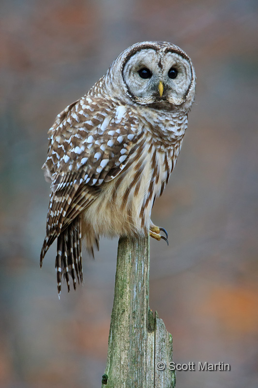 Barred Owl-21