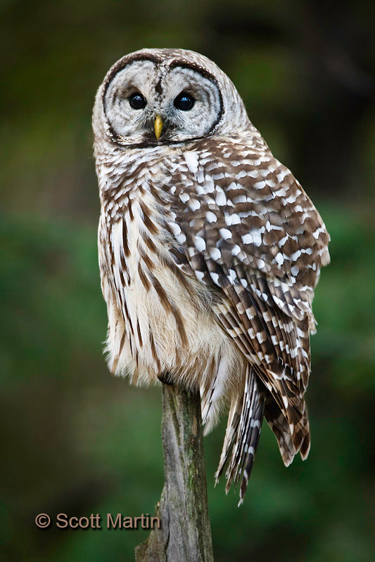 Barred Owl-22