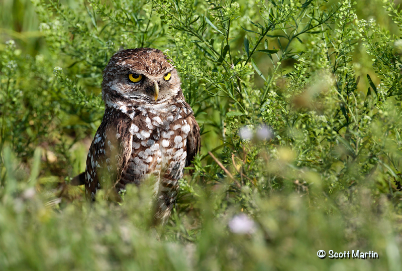 Burrowing Owl 07