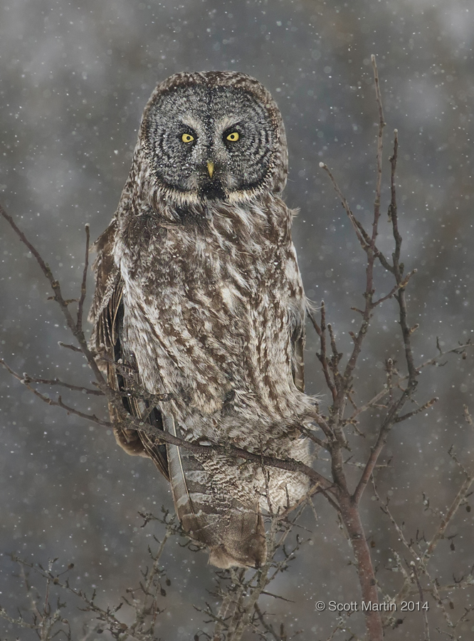 Great Gray Owl 15