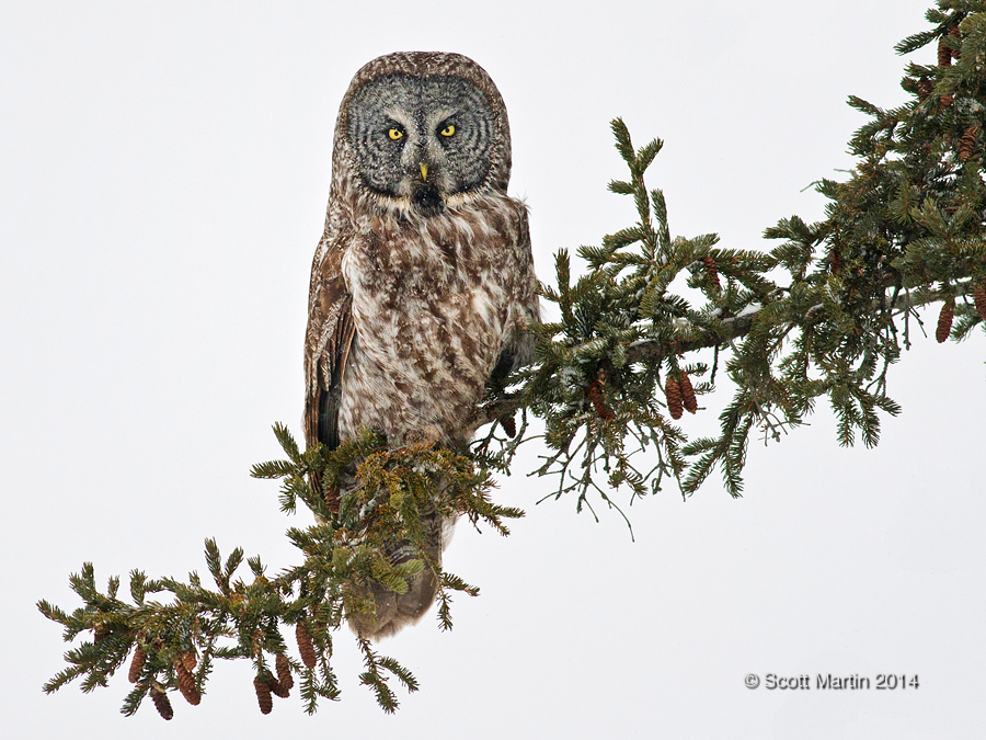 Great Gray Owl 18