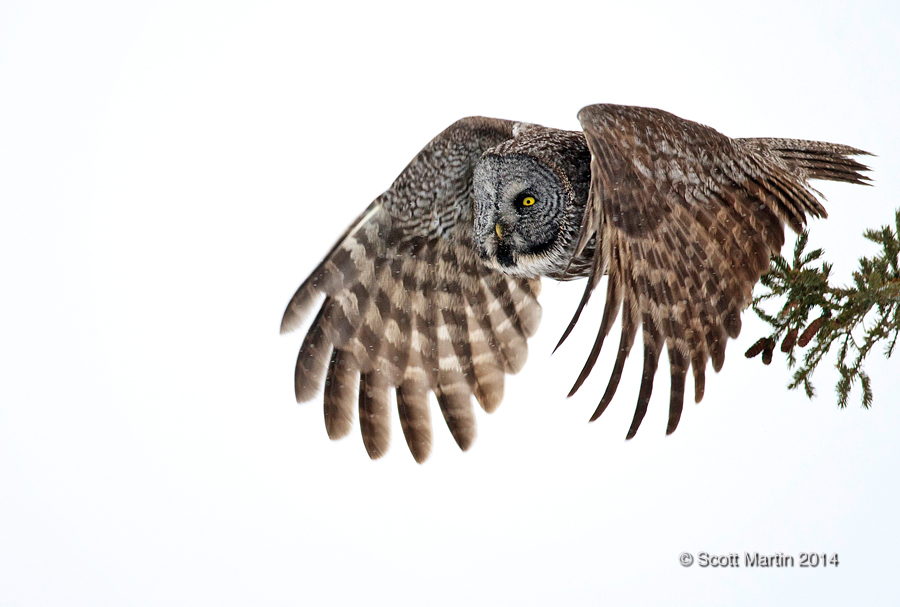 Great Gray Owl 20