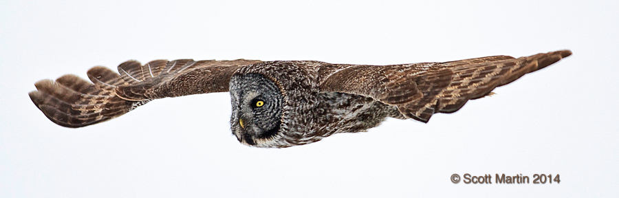 Great Gray Owl 21