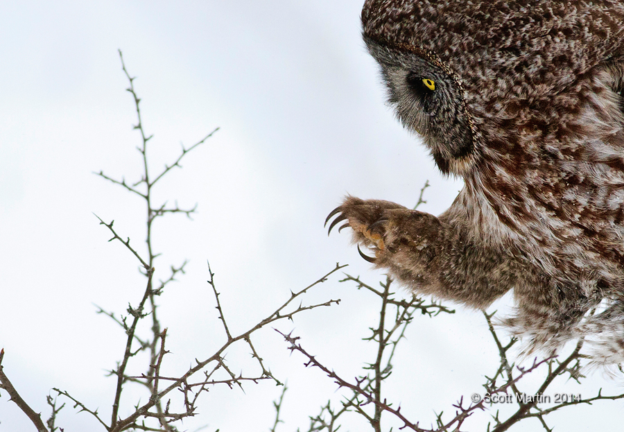 Great Gray Owl 26