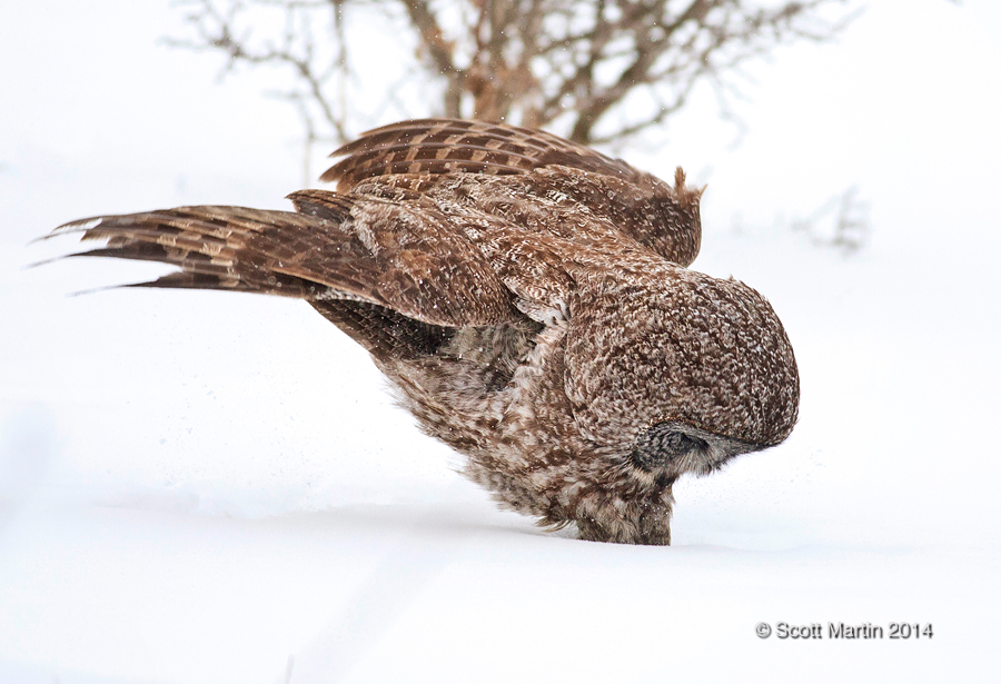 Great Gray Owl 31