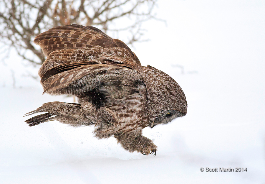 Great Gray Owl 32