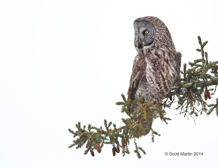 Great Gray Owl 19