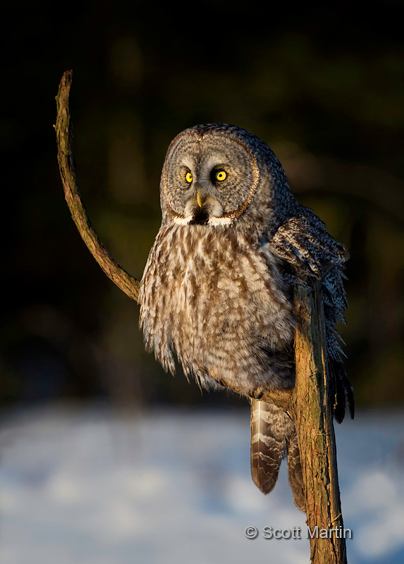 Great Gray Owl 07