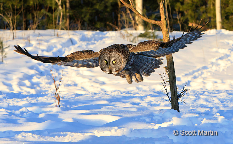 Great Gray Owl 08