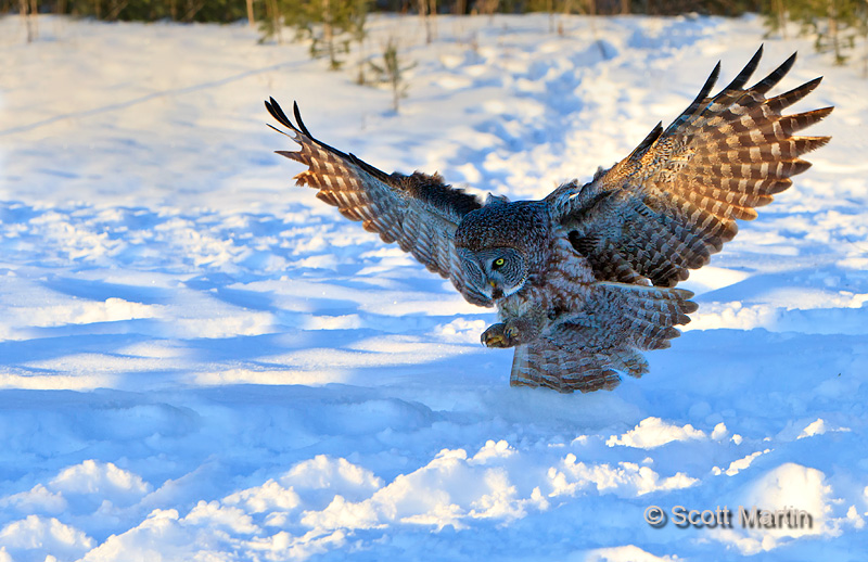 Great Gray Owl 12