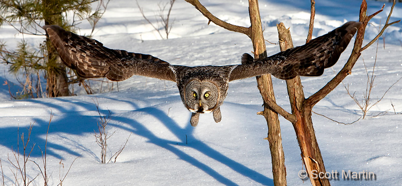 Great Gray Owl 13