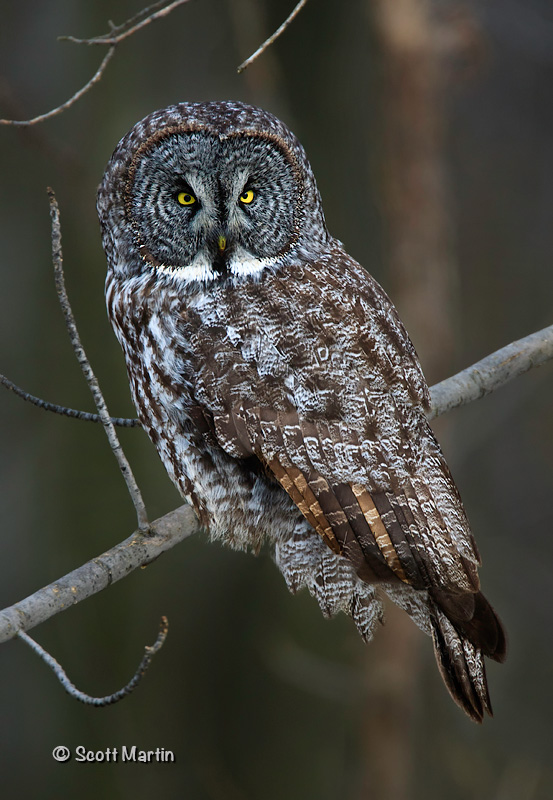 Great Gray Owl-01