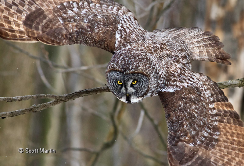 Great Gray Owl-02