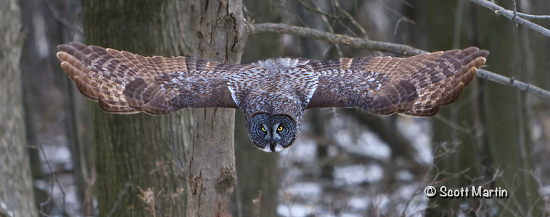 Great Gray Owl-03