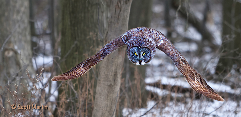 Great Gray Owl-04