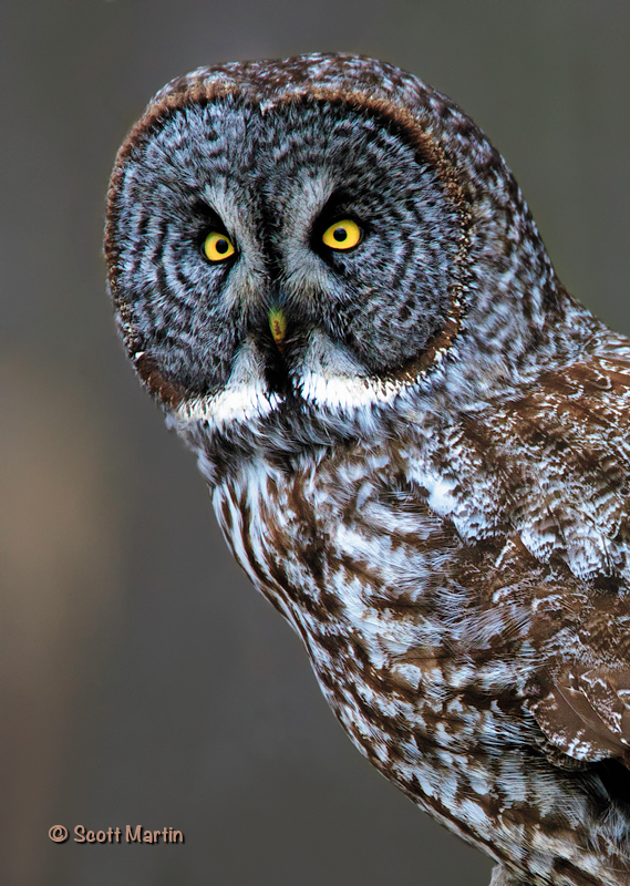 Great Gray Owl-05