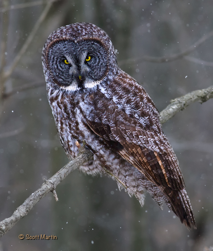 Great Gray Owl-06