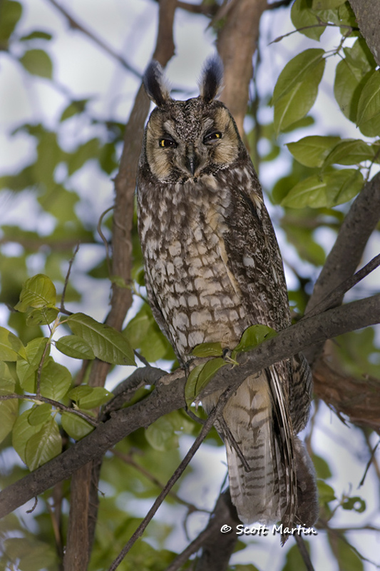 Long Eared Owl 03