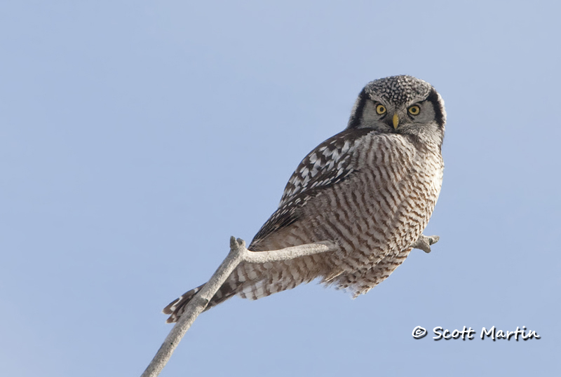 Northern Hawk Owl-01