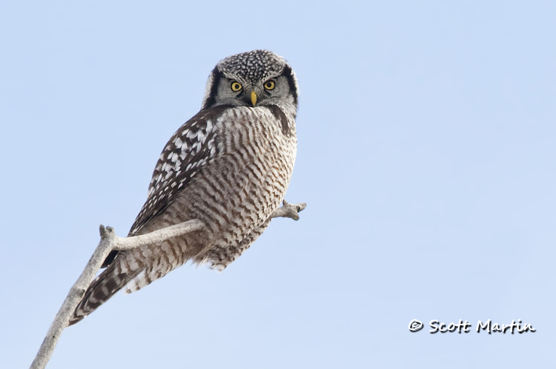 Northern Hawk Owl-02