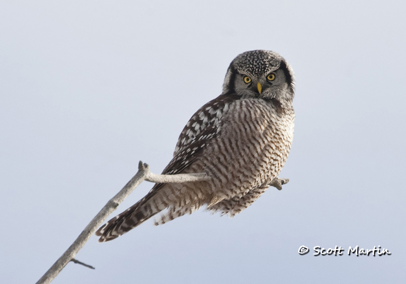 Northern Hawk Owl-03