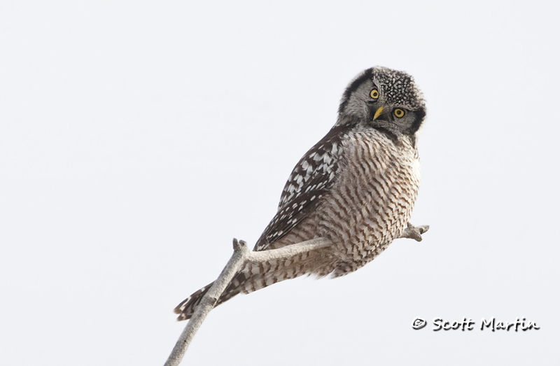 Northern Hawk Owl-04