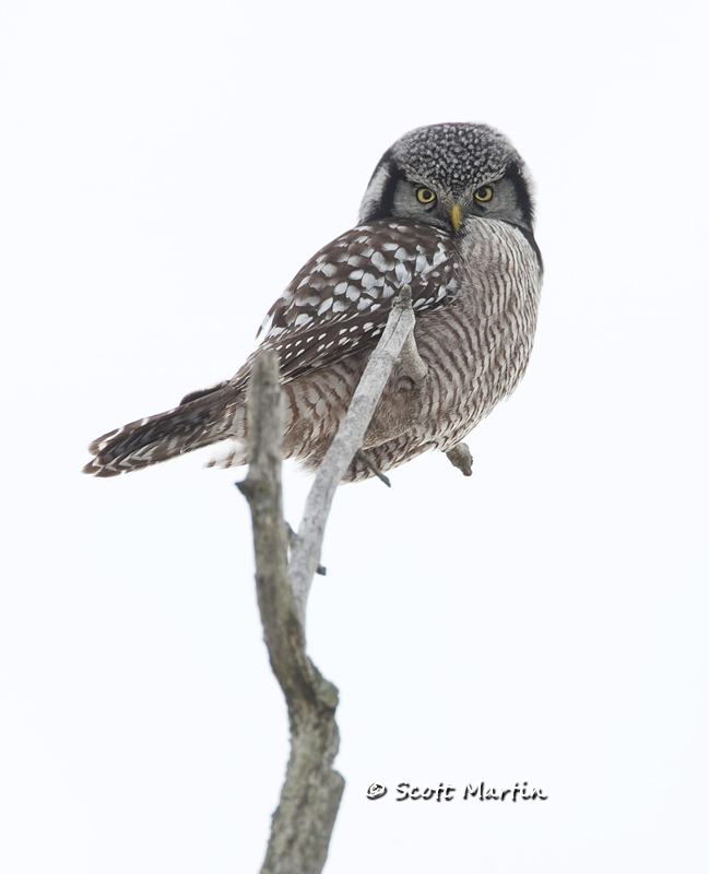 Northern Hawk Owl-05