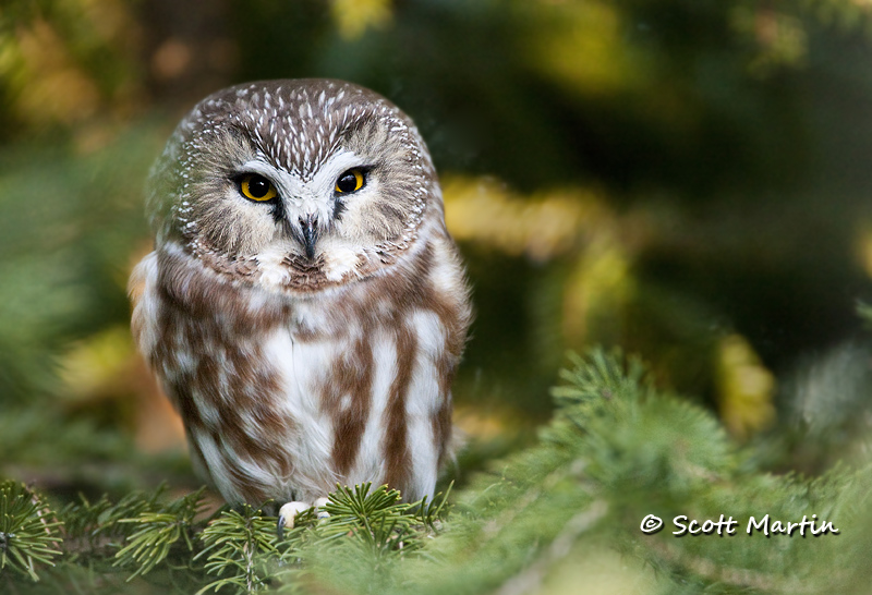 Saw Whet Owl 03