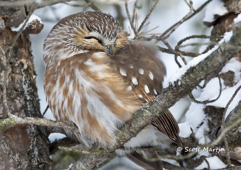 Saw Whet Owl-07