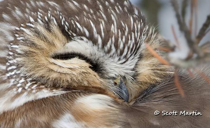 Saw Whet Owl-08