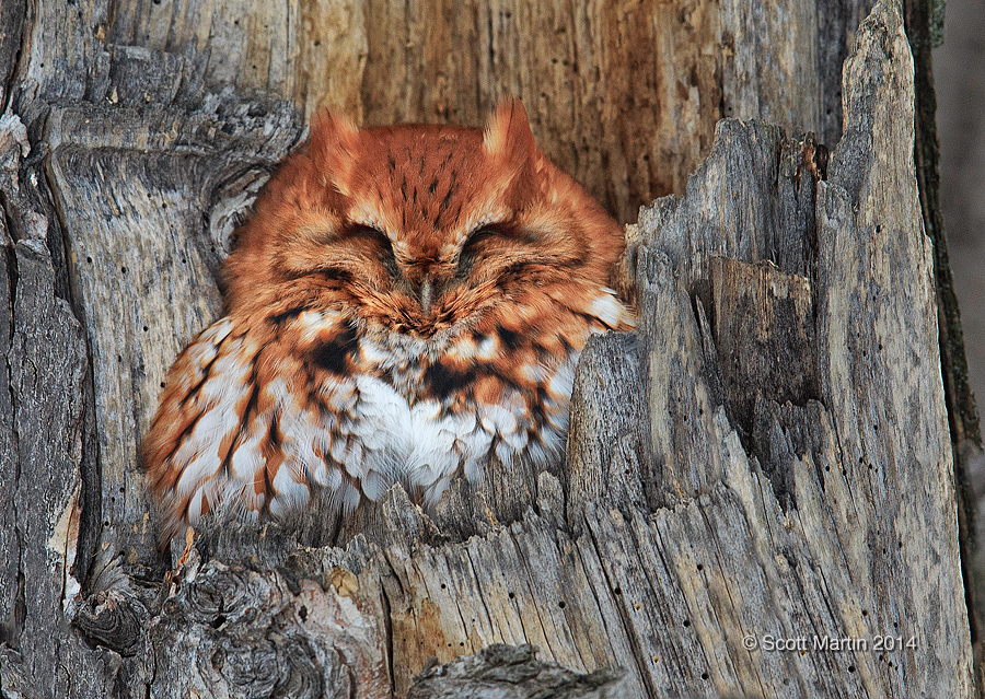 Eastern Screech Owl 01