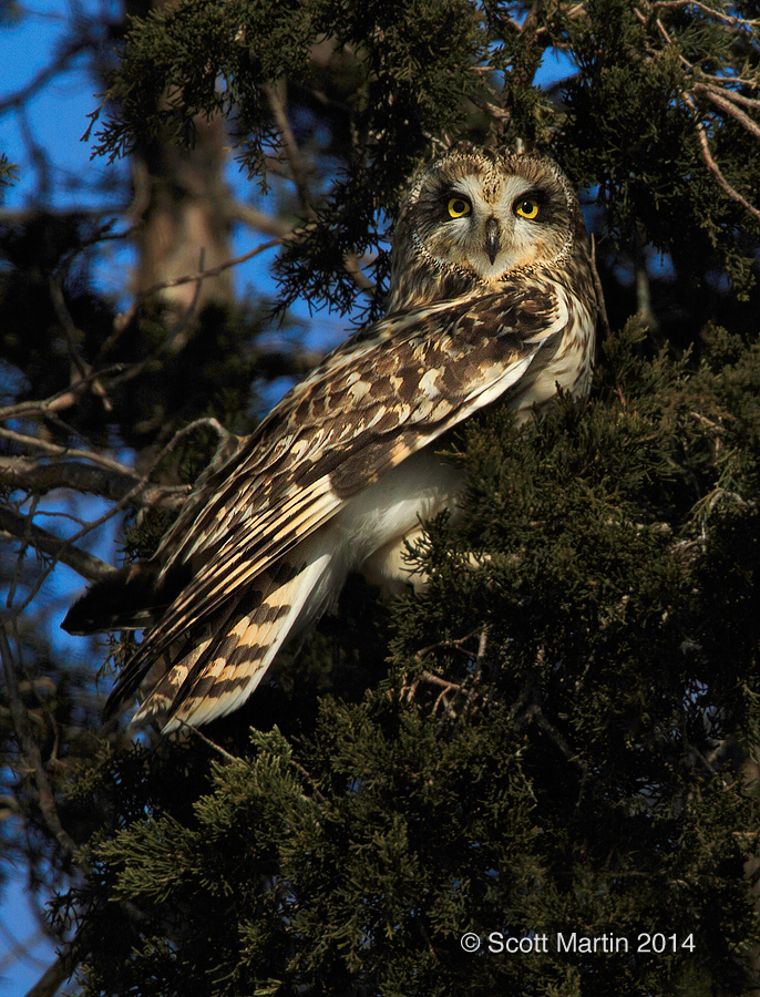 Short-eared Owl 03