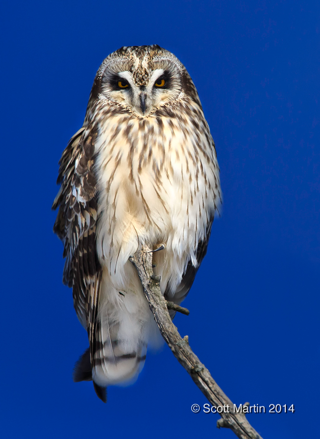 Short-eared Owl 05