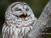Barred Owl 16