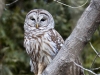 Barred Owl 17