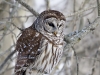 Barred Owl 13