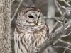 Barred Owl 14