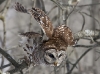 Barred Owl 15