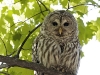 Barred Owl 01