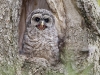 Barred Owl 02