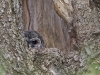 Barred Owl-04