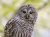 Barred Owl 05