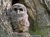 Barred Owl 06
