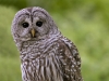 Barred Owl 07