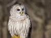 Barred Owl 08