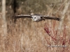Barred Owl 09