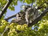 Barred Owl 10