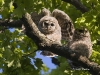 Barred Owl 11