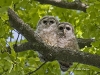 Barred Owl 12